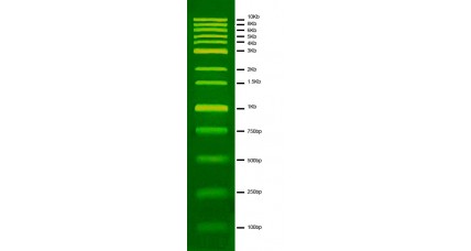 1Kb DNA Ladder, PreSafeStained